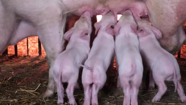Kleine biggetjes zuigen melk op een varkensboerderij. Volwassen varkens voeren jonge biggen. — Stockvideo