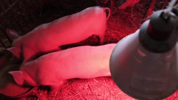 Little energetic piglets on a farm in China. Swine breeding. — 비디오