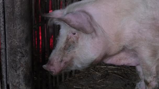 Çiftlikteki büyük domuz. Domuz çiftliği. Et için hayvan yetiştiriyor.. — Stok video