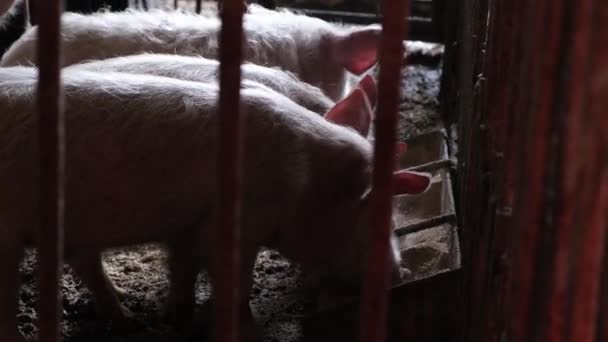 Group of big pigs eating on the farm. Pig farm. — Wideo stockowe