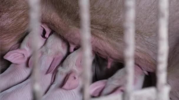 Emzirme üzerine bir grup yeni doğmuş domuz yavrusu. Kırsalda bir çiftlikte küçük domuzcuklar. — Stok video
