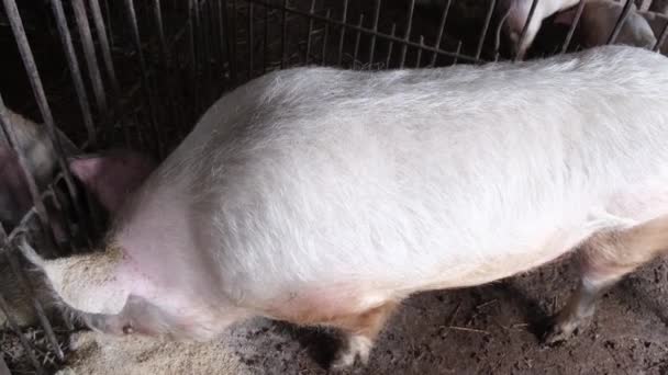 Çiftlikteki büyük domuz. Domuz çiftliği. Et için hayvan yetiştiriyor.. — Stok video