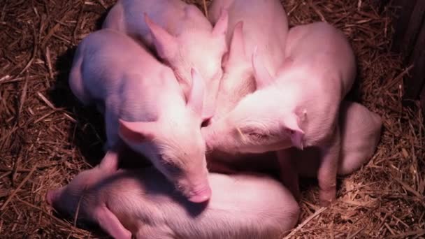 Yeni doğmuş domuzlar kırsaldaki bir çiftlikte ultraviyole lambanın altında ısınır.. — Stok video