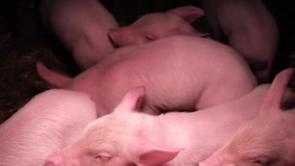 Close-up shot of a group of piglets, top view of piglets in a cage — 비디오