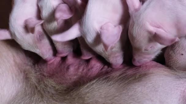 Kırsaldaki bir çiftlikteki yavru domuzlar, ekmek için süt emerler.. — Stok video