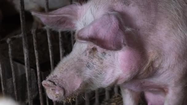 Groot moedervarken van dichtbij. Het varken zit in een kooi.. — Stockvideo