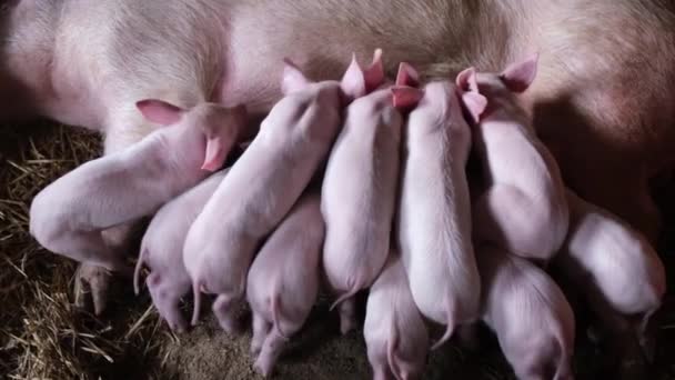 Pequenos leitões bebem leite de leitões. As porcas alimentam os filhos dos porcos. Fazenda no campo — Vídeo de Stock