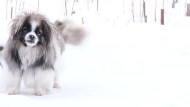 A small breed dog wagging its tail.