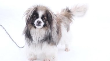 Enerjik, küçük siyah beyaz bir köpeği var. Güzel, tüylü bir paltosu var..