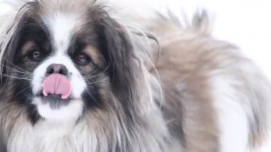 Güzel, küçük, siyah ve beyaz bir köpeği var. Güzel, tüylü bir paltosu var. Sevimli bir köpek okşuyor. 