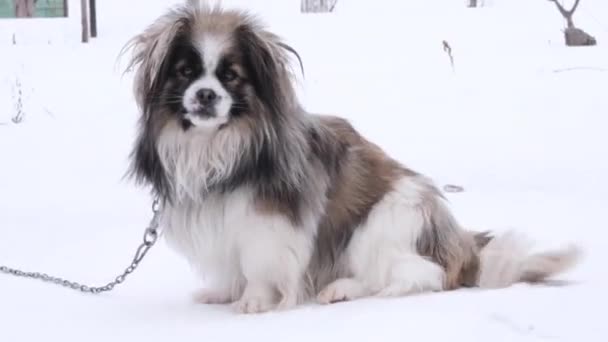 Güzel, küçük, siyah ve beyaz bir köpeği var. Güzel, tüylü bir paltosu var. Sevimli bir köpek okşuyor. — Stok video