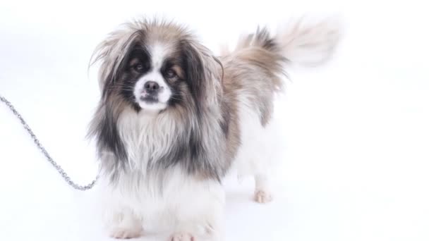 Energetic little black and white dog, she has a beautiful fluffy coat. — Stockvideo