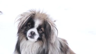 Beautiful dog with fluffy fur, she is on a white background. Little dog girl