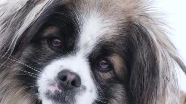 Close up of sad dog face.The dog is sick and misses its owner. — Vídeos de Stock