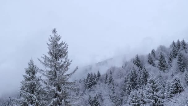 Beautiful snowy forest with morning fog over the trees. Christmas trees — Stock Video