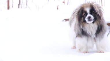 Fluffy dog in the winter on the street, near it a lot of white snow. The little dog 