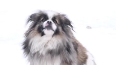 The evil dog barks. Amazing portrait of a young black and white dog in the snow.