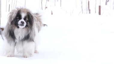 Beautiful dog with fluffy fur, she is on a white background. Little dog girl