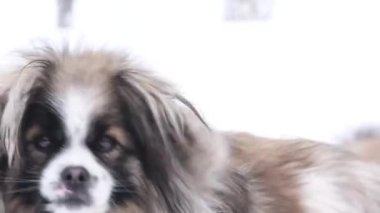 Kışın sokakta tüylü bir köpek, yanında da bir sürü beyaz kar. Küçük köpek. 