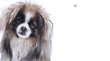 Energetic little black and white dog, she has a beautiful fluffy coat.
