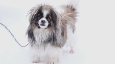 The little dog happily wags its tail. Black and white dog with beautiful fluffy fur.