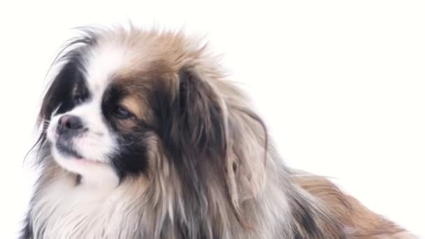 Porträt eines kleinen schwarz-weißen Hundes mit schönem, flauschigem Fell. — Stockvideo