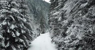 İnsansız hava aracı kışın yoğun karla kaplı bir ormanda yola çıkıyor.