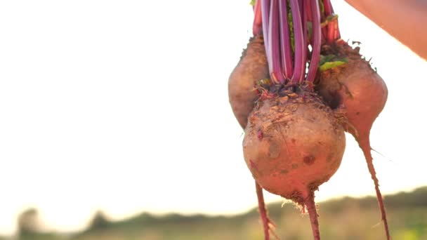 Organic beet harvest, harvesting vegetables on an agricultural field. Agribusiness. — Video