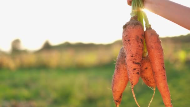 Vers geoogste wortelen uit de tuin op een achtergrond van zonlicht. Groenten verbouwen — Stockvideo