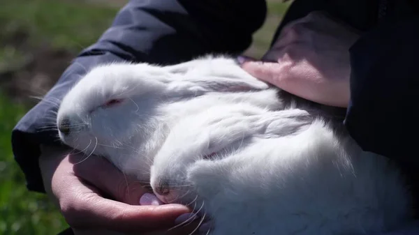 Lapin blanc dans les bras d'une fille, elle caresse doucement la fourrure d'un lapin. — Photo