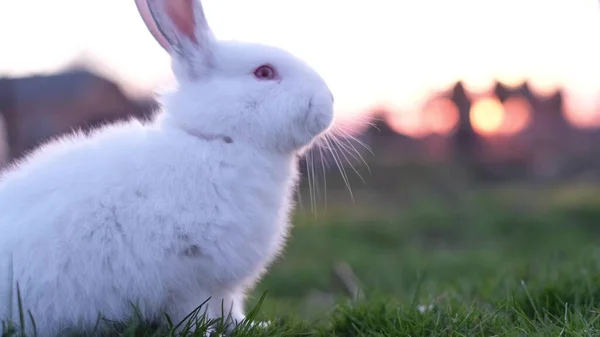 Hermoso conejito blanco en la luz del sol caminando sobre la hierba. Hermoso conejo. — Foto de Stock