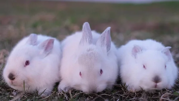 En grupp små vita kaniner i solljuset. Vackra kaniner på gräset — Stockfoto