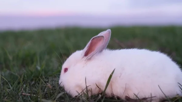 Beautiful white bunny in the sunlight walking on the grass. Beautiful rabbit. — Foto de Stock