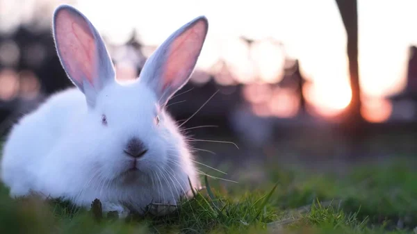 Little white rabbit eating grass on a sunny day, banny white. — стоковое фото