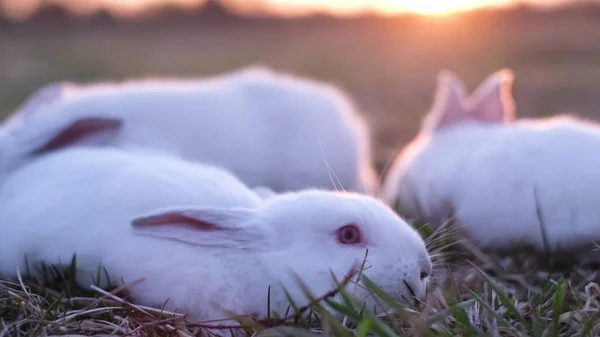 En grupp små vita kaniner i solljuset. Vackra kaniner på gräset — Stockfoto