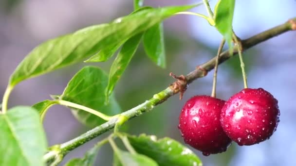 Κόκκινα κεράσια στα δέντρα, ώριμα μούρα σε φόντο πράσινων φύλλων. Βιολογικά φρούτα — Αρχείο Βίντεο