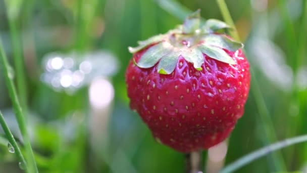 Sluiten van rode aardbei bes in de regen. Sappige rijpe vruchten op de plantage — Stockvideo