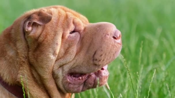 Close up of the head of a brown adult Chinese purebred dog sharpei sitting in tall green grass — Vídeo de Stock