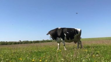 İnekler yeşil alanda.