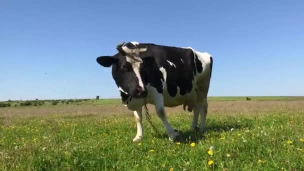 Cows on a green field — Stock Video