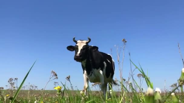 緑のフィールドに牛. — ストック動画