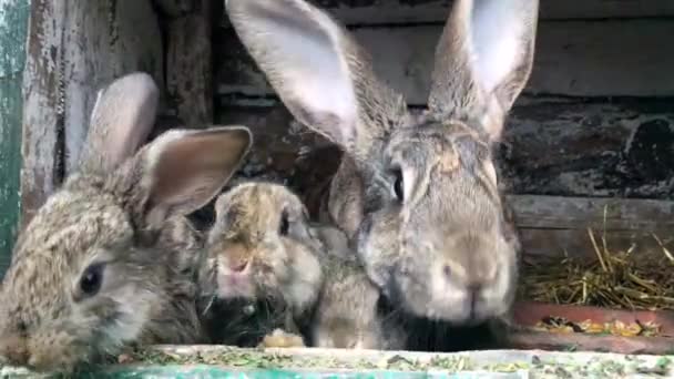 Pequeno coelho a cheirar uma flor no jardim — Vídeo de Stock