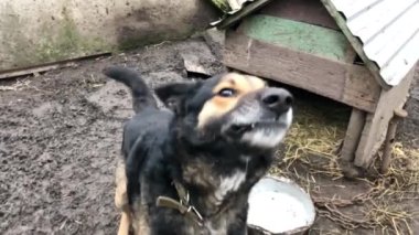 Havlayan öfkeli çoban köpeği dışarıda. Köpek saldırgan, tehlikeli ve kuduz kapmış olabilir..