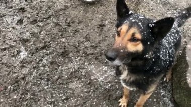 Barking enraged shepherd dog outdoors. The dog looks aggressive