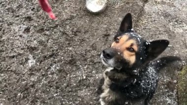 Barking enraged shepherd dog outdoors. The dog looks aggressive