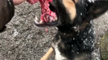 Barking enraged shepherd dog outdoors. The dog looks aggressive