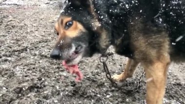 Havlayan öfkeli çoban köpeği dışarıda. Köpek saldırgan görünüyor.