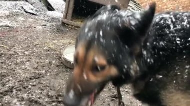 Barking enraged shepherd dog outdoors. The dog looks aggressive