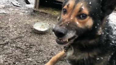Barking enraged shepherd dog outdoors. The dog looks aggressive