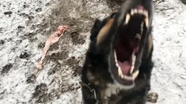 Havlayan öfkeli çoban köpeği dışarıda. Köpek saldırgan görünüyor.